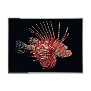 PESCE SCORPIONE Wall Art