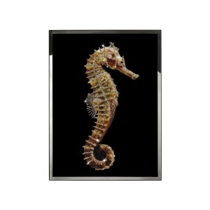 HIPPOCAMPUS Wall Art