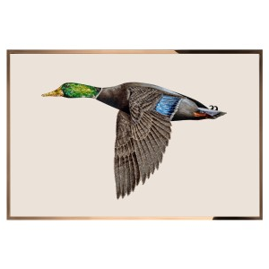 ANATRA IN VOLO