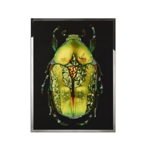 COLEOTTERO VERDE Wall Art