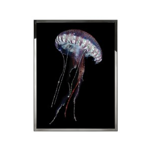 STENO Wall Art
