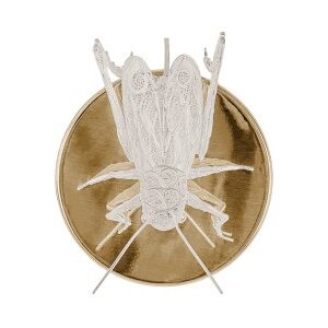 FILIGREE CRICKET