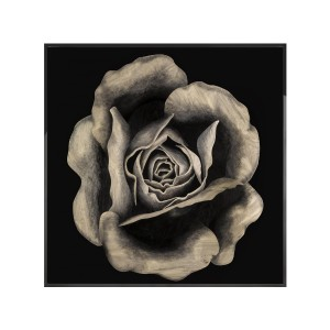 ROSA FOSSILE Wall Art