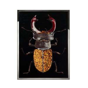 COLEOTTERO AMBRA Wall Art