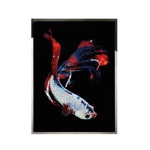 Betta Splendes Wall Art